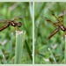 Dragonfly Calisthenics by genealogygenie