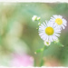 Weed vs Wildflower by gardencat