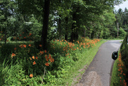 8th Jul 2019 - Lilies along the road