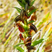  Banded Green Hood Orchid by judithdeacon