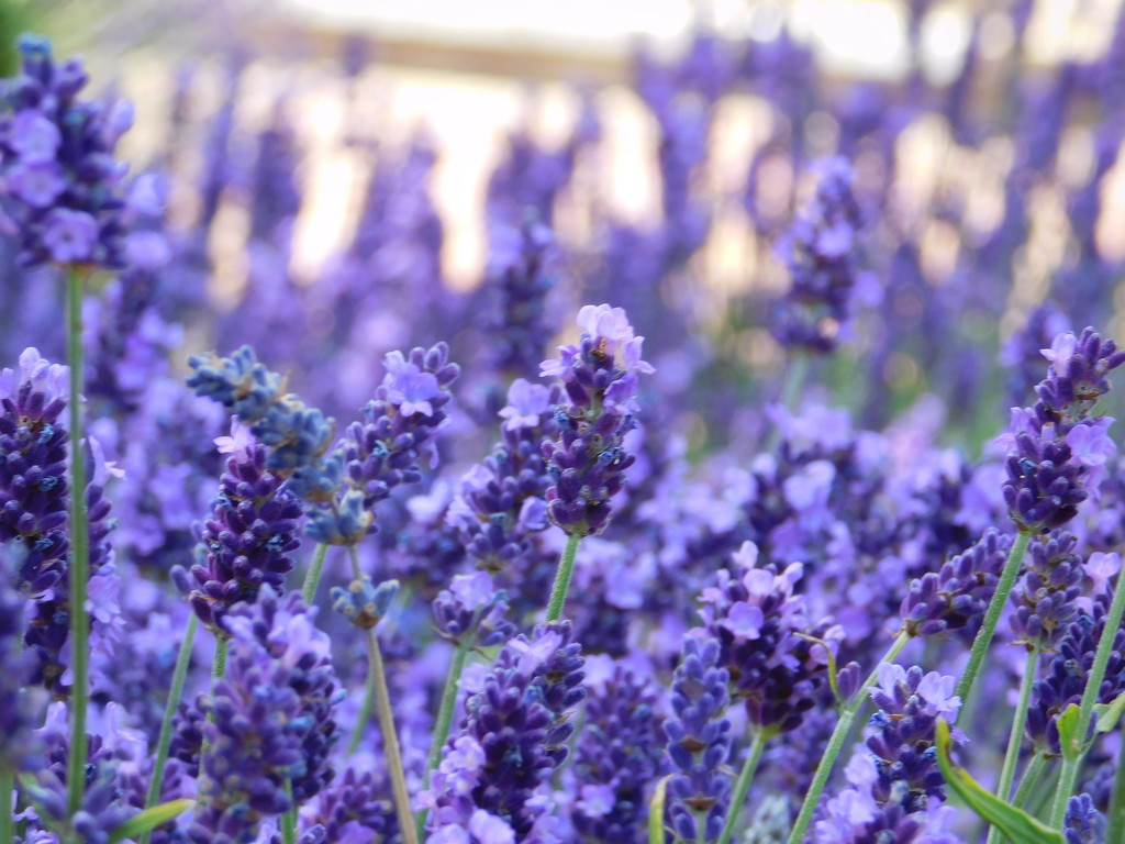 Lavender in the gardens of the Shrine of Our Lady of Walsingham by 365anne