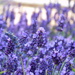 Lavender in the gardens of the Shrine of Our Lady of Walsingham by 365anne
