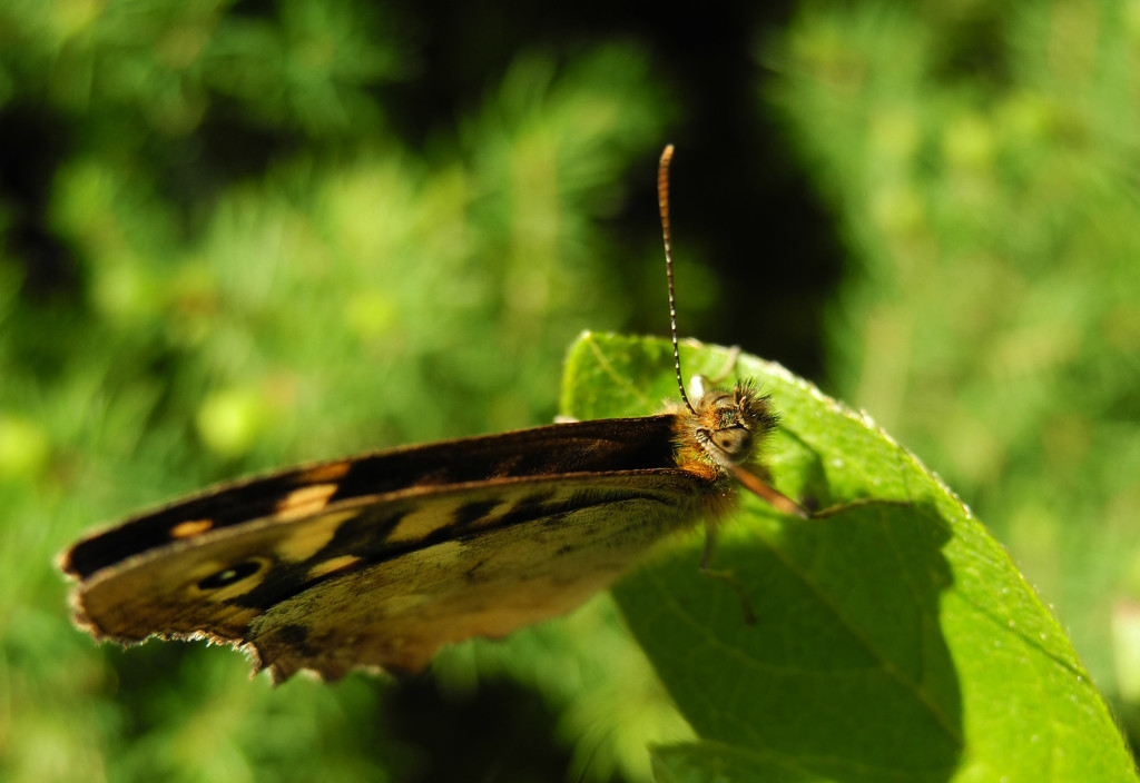 Butterfly in my garden by marijbar