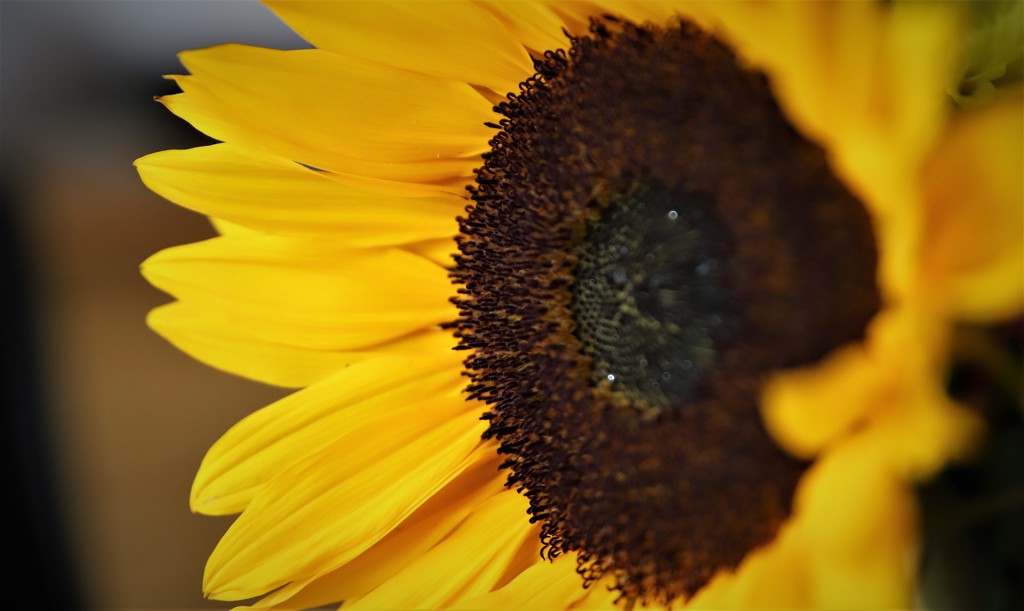 Sunflower Macro by phil_sandford