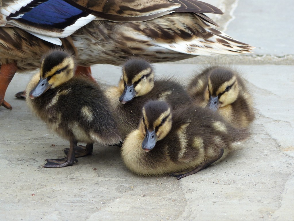  Ducklings  by susiemc