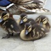  Ducklings  by susiemc