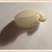 Seashell 2 by lmsa