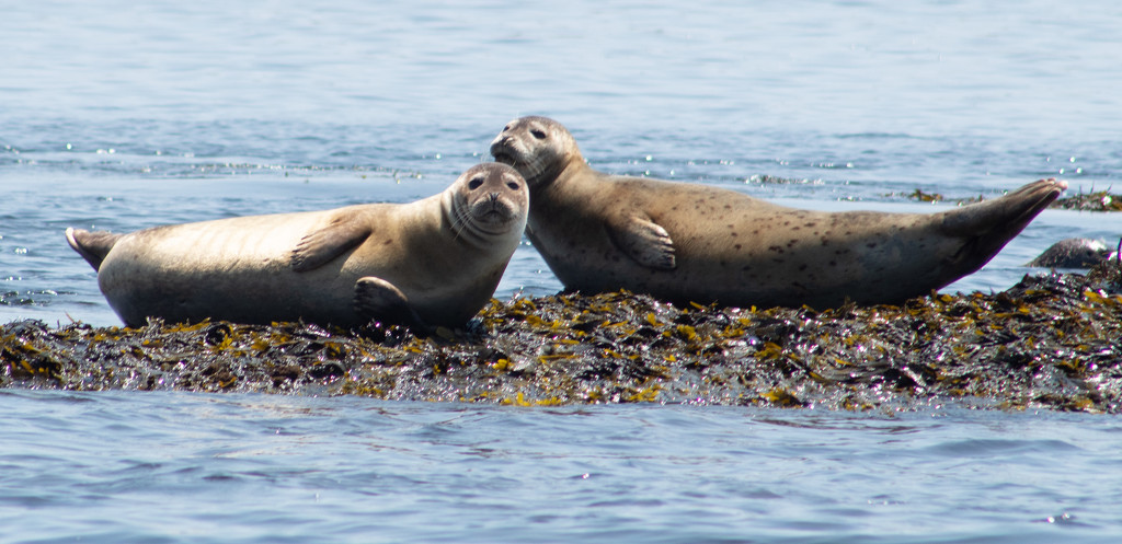 Seals by tdaug80