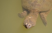 8th Jul 2019 - Floating turtle 