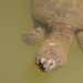 Floating turtle  by kdrinkie
