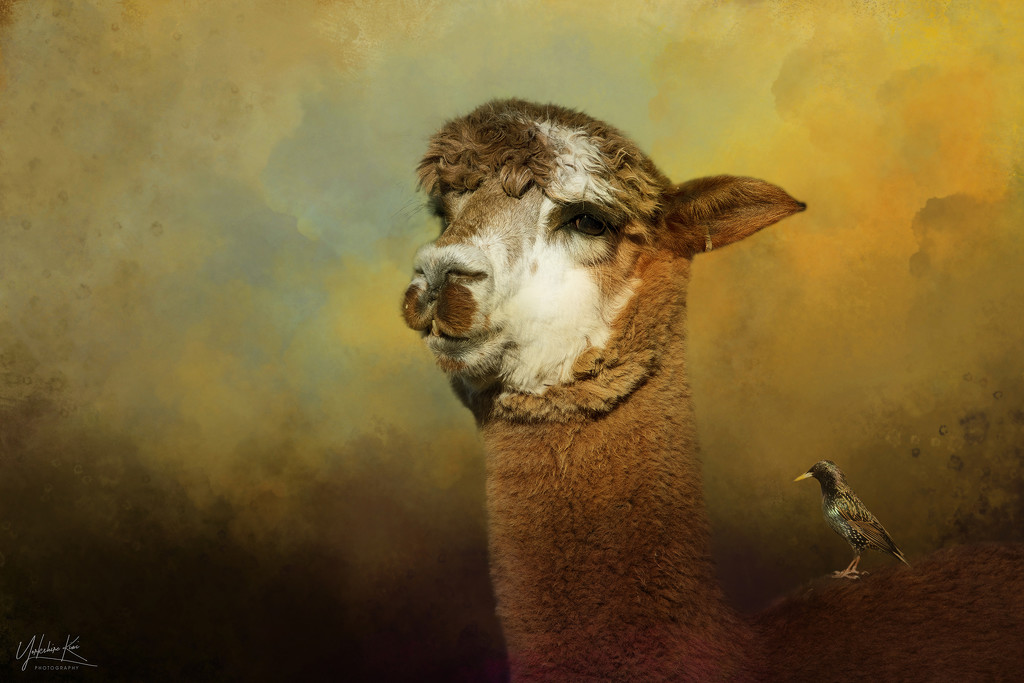 Alpaca and Friend by yorkshirekiwi