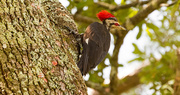 8th Jul 2019 - Pileated Woodpecker!