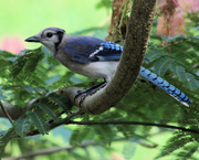 3rd Jul 2019 - Young Blue Jay