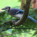 Young Blue Jay by cjwhite