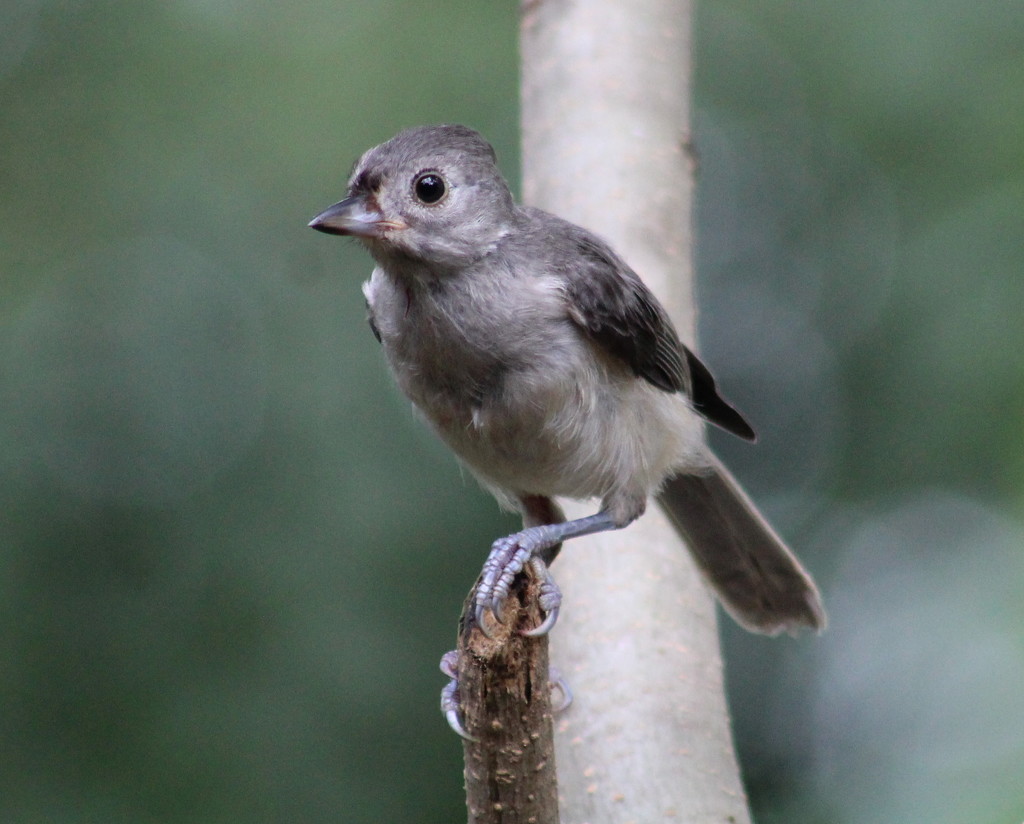 Baby Tufted Titmouse by cjwhite