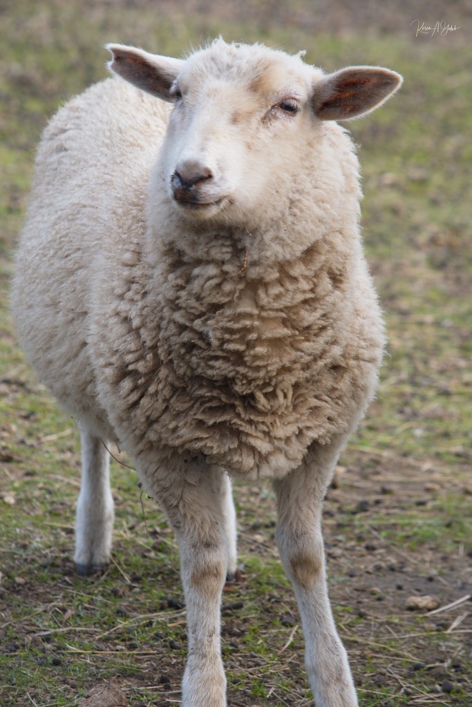 Ewe Lamb by kgolab