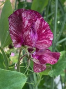 8th Jul 2019 - Another sweet pea