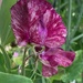 Another sweet pea by 365projectmaxine