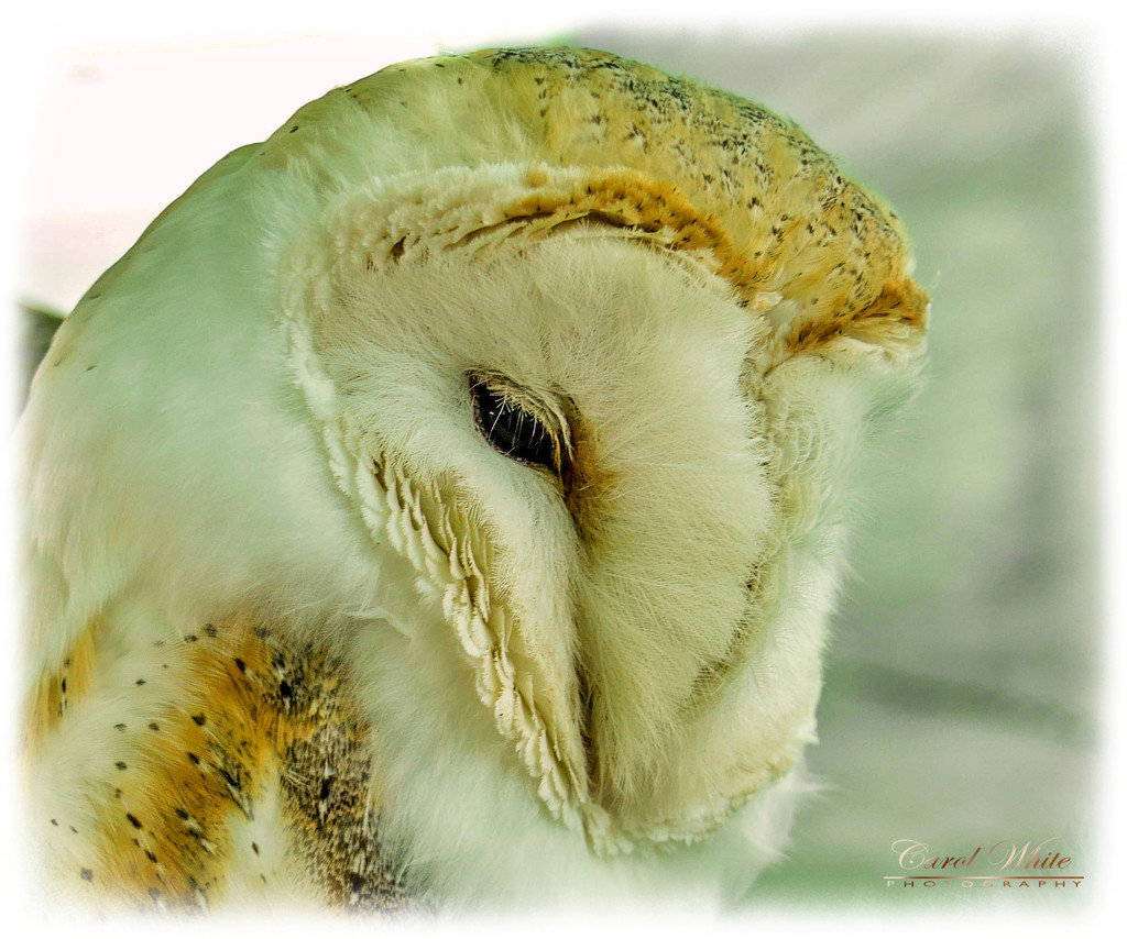 Sleepy Barn Owl by carolmw