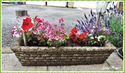 9th Jul 2019 - Floral Trough with Solar Lighting