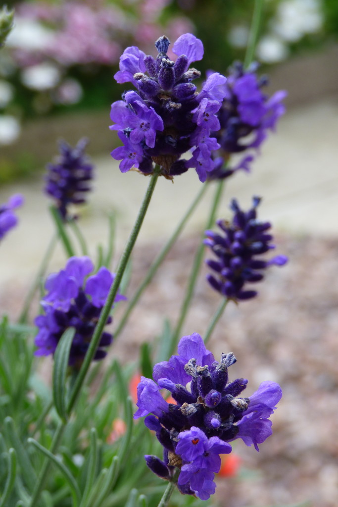 Hindcote Lavender  by beryl