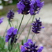 Hindcote Lavender  by beryl