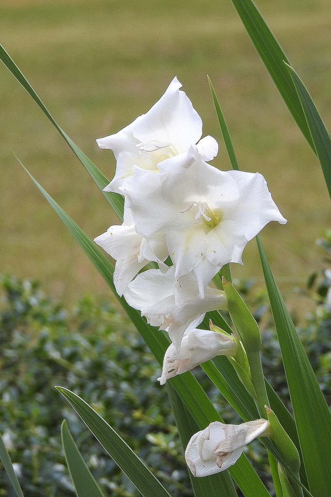 White gladiola by homeschoolmom