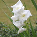 White gladiola by homeschoolmom