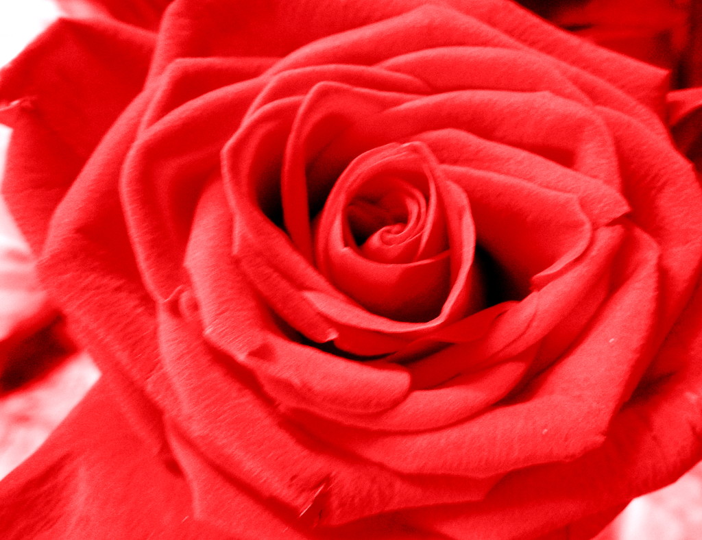 My red roses by homeschoolmom