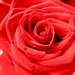 My red roses by homeschoolmom