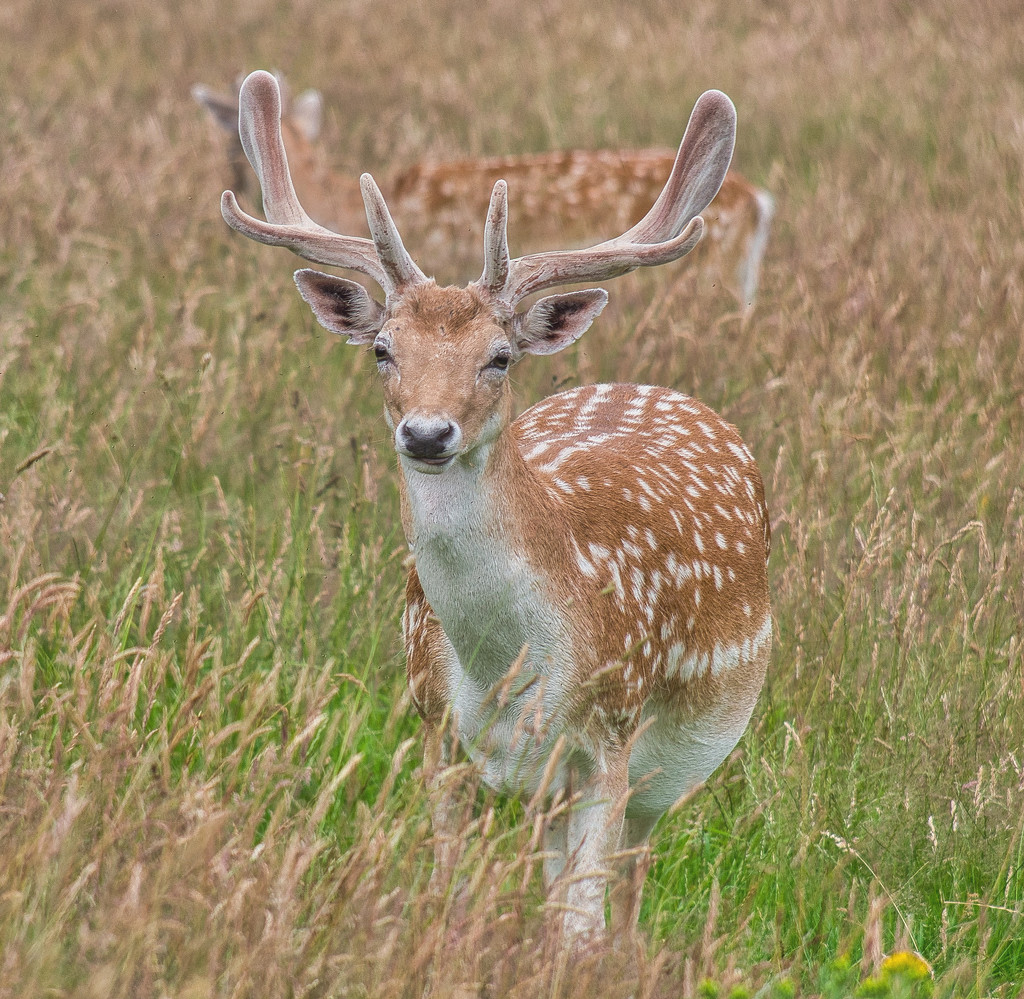Fallow In The Grass by tonygig