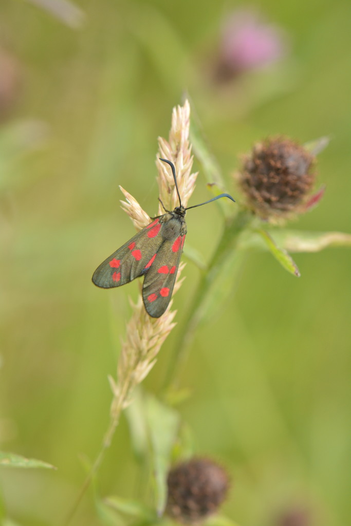 Burnet moth........ by ziggy77