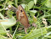 9th Jul 2019 - Double-spot Meadow Brown egglaying