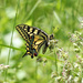 Swallowtail by janturnbull