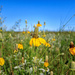 prairie wildflowers by aecasey
