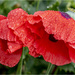 Wet Poppies by pcoulson