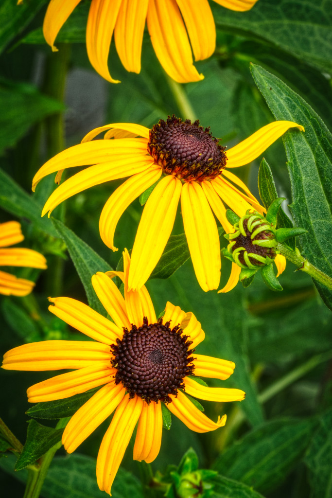 Black Eyed Susan by kvphoto