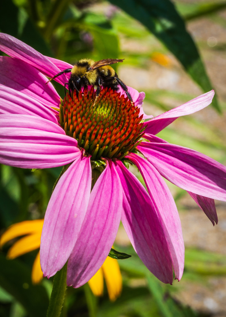 Busy Bee by kvphoto