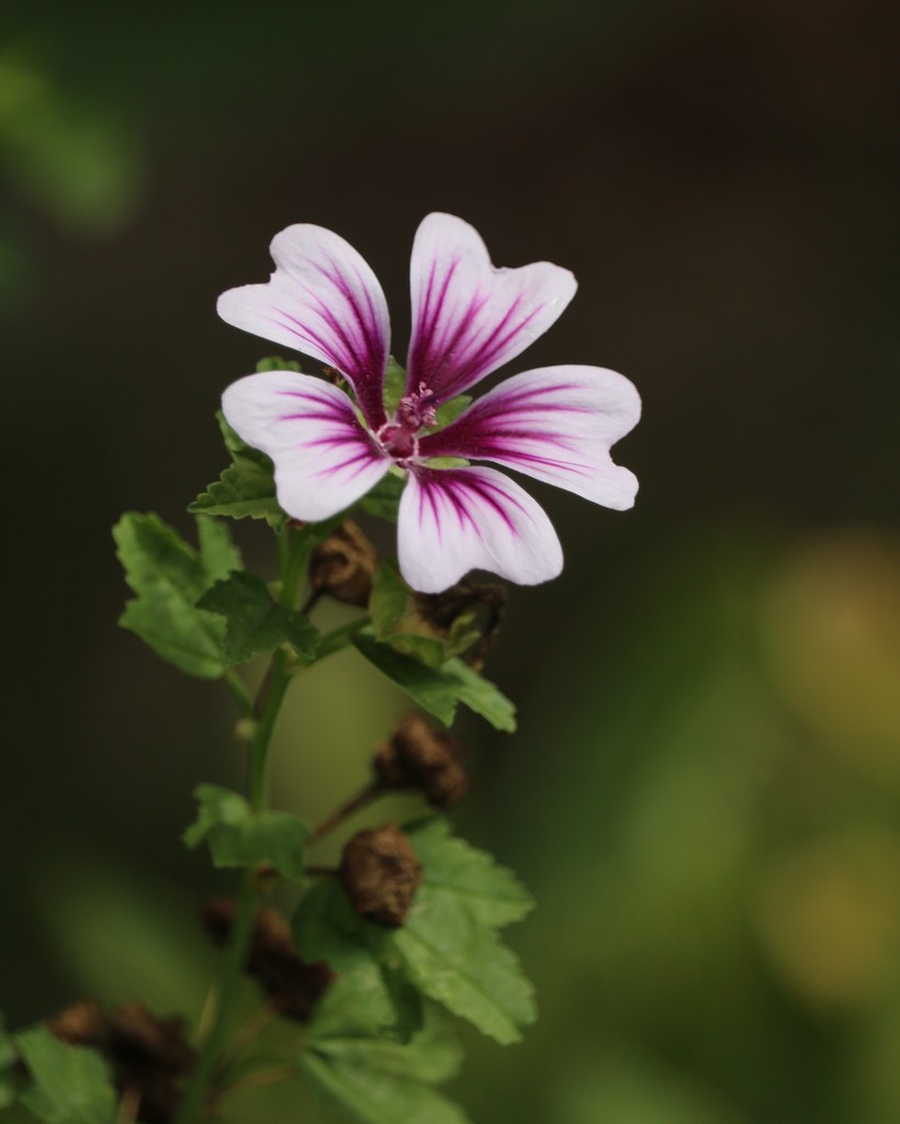 July 9: Unknown Flower by daisymiller