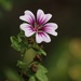 July 9: Unknown Flower by daisymiller