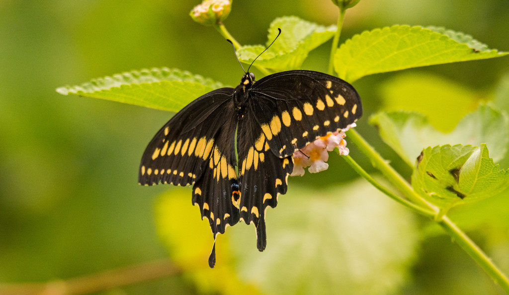 Palamedes Swallowtail Butterfly! by rickster549