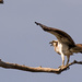 Mom Osprey Spreading Her Wings, or She May Have Been Directing the Calls of the Babes! by rickster549