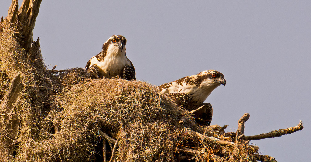 The Baby Osprey's Were Back in the Nest! by rickster549