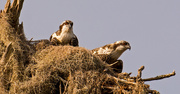 9th Jul 2019 - The Baby Osprey's Were Back in the Nest!