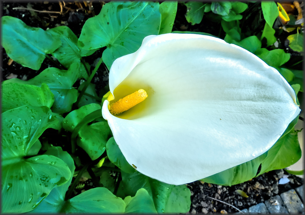 The first Arum Lily by ludwigsdiana
