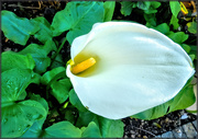 10th Jul 2019 - The first Arum Lily