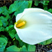 The first Arum Lily by ludwigsdiana