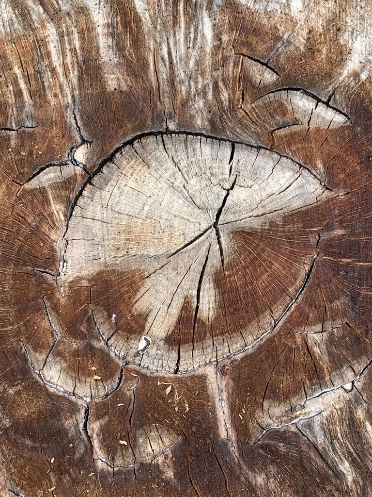 Tree trunk by mattjcuk