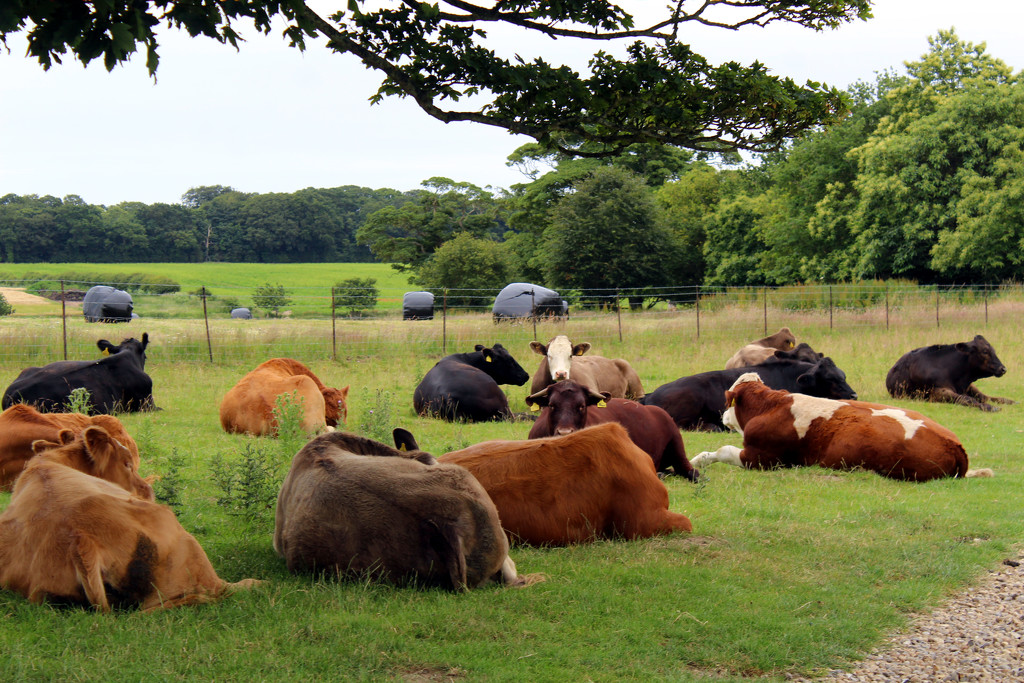 A huddle of cows by jeff