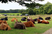 9th Jul 2019 - A huddle of cows